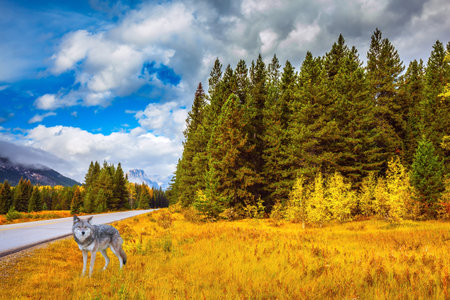 The lush colorful Golden Autumn in the Rocky Mountains of Canada. Great Polar wolf in the woods