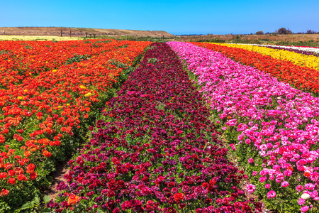 Magnificent kibbutz field with blossoming buttercups  - ranunculus of different colors. Spring flowering buttercupsの写真素材