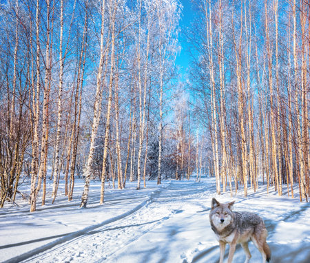 Journey to Santa Claus. Polar wolf  in the snow-covered aspen grove. Bright frosty winter day....