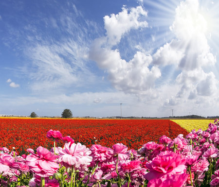 The sun shines through the flying clouds. Adorable pink garden buttercups - ranunculus bloom on a...