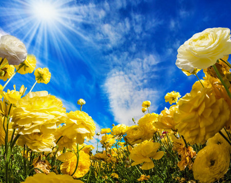 Warm sunny day in May. Large yellow garden buttercups - ranunculus bloom on a farm field. Light ...