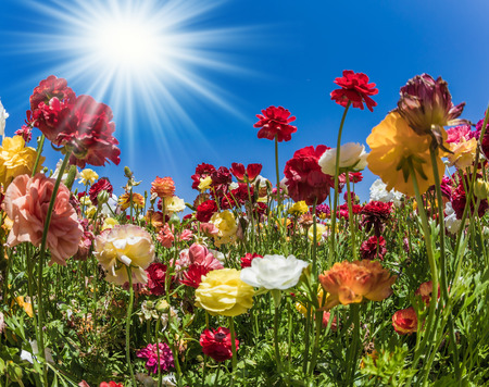 Magnificent field of flowering white buttercups. Spring flowering. The spring sun illuminates beautiful flowers. Concept of ecological and rural tourismの写真素材
