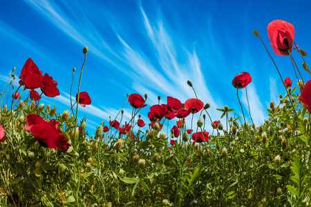 Early spring in Israel. Concept of ecological and rural tourism. Field of blooming anemones of the family of buttercups. Adorable cirrus clouds in the blue skyの写真素材