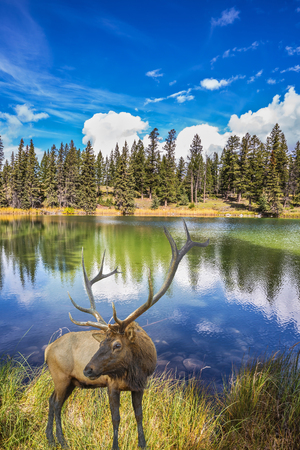 Proud deer antlered stands on the banks of the pretty lake. The lake reflects multi-colored autumn woods and mountains. Jasper National Park in the Rocky Mountains of Canadaの写真素材