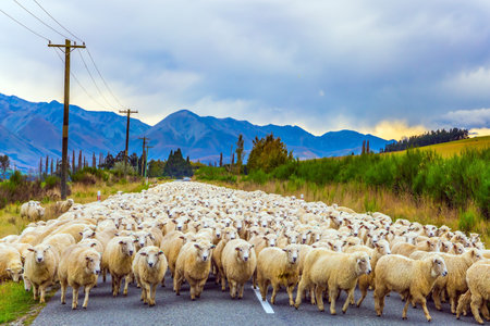 Huge herd of sheep is moving along the highway. Concept of active and ecological tourism. Exotic...