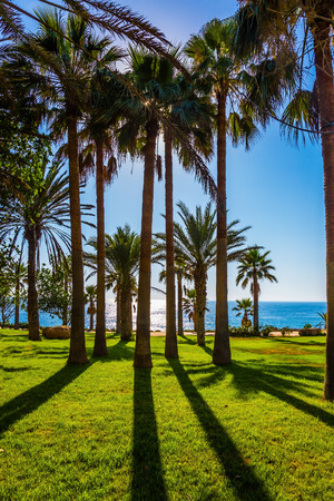 Dazzling sunset. Picturesque palm grove on the beach. Holiday on an island in the Mediterranean Sea. The concept of luxury holiday seashoreの写真素材