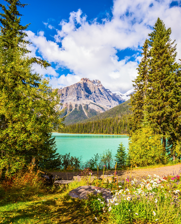 Solar cool morning. Blossoming glade in the forest on Emerald Lake. Yoho National Park, Rocky Mountains, Canadaの写真素材