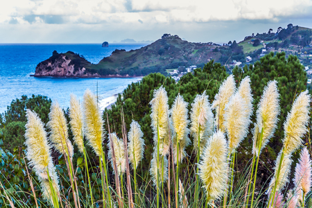 New Zealand, North Island. Beautiful reeds along the ocean shore. The Pacific Ocean tide at sunset. The concept of active and phototourismの写真素材