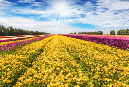 Bright spring sun shines through the clouds. The huge field of spring garden buttercups. Long...