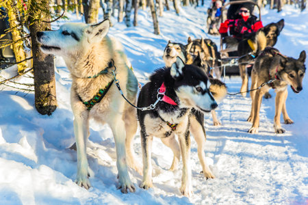 Finnish Husky Sled Dog. Halt for a short rest. Great fun for the New Year. Lapland. The snow-covered...
