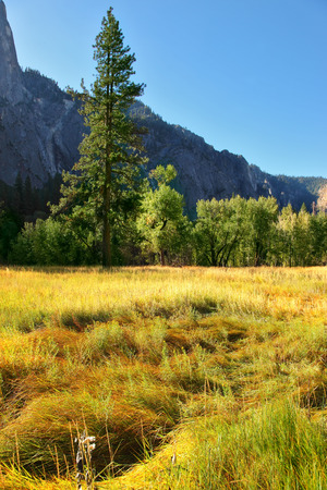 Magnificent glade with a yellow grass in valley Yosemite park. October, early morningの写真素材