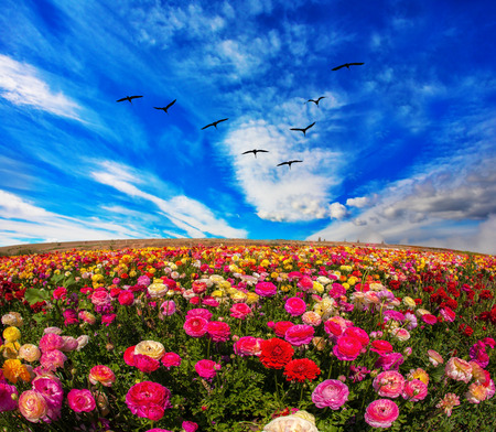 Flowers grow stripes of different colors - red, pink, maroon and yellow. Flies over a field flock of cranesの写真素材
