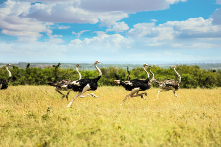 Flock of ostriches run away from predator attack. African savannah. Safari - tour to the famous Kenyan reserve. The concept of exotic, ecological and phototourismの写真素材