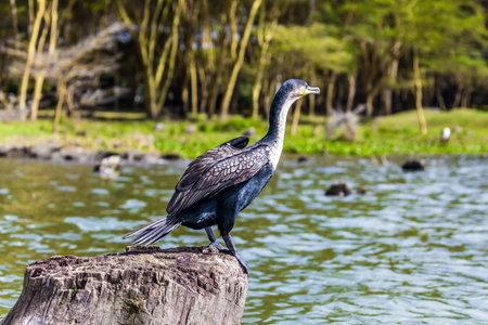 White-breasted Cormorant hunts near the African lake Naivasha. Safari - tour to the Kenya. The...