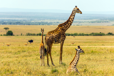 Family of giraffes grazing in the savannah. Wild animals in natural habitat. Safari - tour to the Kenya Amboseli Reserve. The concept of exotic, ecological and phototourismの写真素材