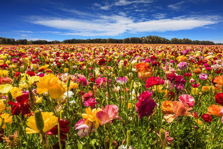Huge field of bright flowering garden buttercups- ranunculus. Warm May Day. Concept of ecological...