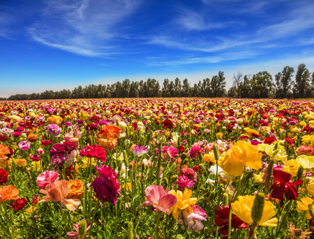 Sunny lovely day in the south of Israel. Picturesque kibbutz field of flowering garden buttercups....
