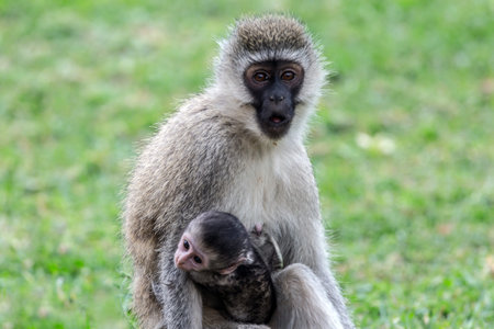 Safari - tour to the famous Kenyan reserve Amboseli National Park, Kenya. Vervet monkey female with...
