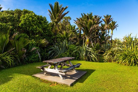 Table and benches for a picnic on a sunny meadow. Travel to an exotic country New Zealand. Tall palm trees in a palm grove. The concept of ecological, exotic and photo tourismの写真素材