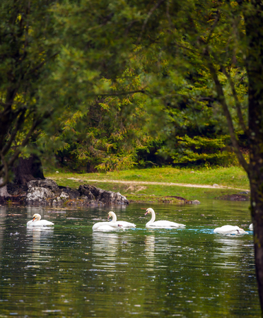 Wonderful rest on beautiful nature. Spring Flood. The lake Lago de Fusine. The white swans swims and reflects in the water. Concept of cultural and ecological tourismの写真素材