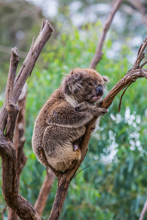 The brown koala or marsupial bear is a herbivorous mammal. Adorable Shaggy Brown Teddy Bear. The only modern representative of the koal family. Ecotourism conceptの写真素材