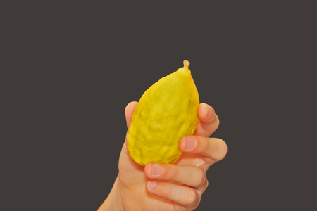The Jewish holiday of Sukkot. Ritual fruit - citrus in the buyer's hand in the traditional pre-holiday bazaarの写真素材