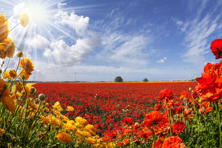 Post card. Red, yellow, pink, orange flowers swaying in the wind. Spring warm day. Farm field...