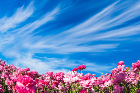 Day in May. Adorable pink garden buttercups bloom on a farm field. Cumulus and cirrus clouds fly in...