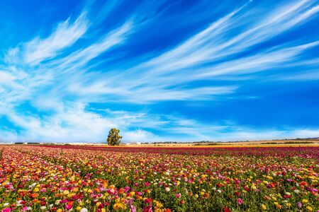 Spring in Israel. Easter week. Kibbutz in the south of Israel. Field of flowering garden buttercups. Concept of active and ecological tourismの写真素材