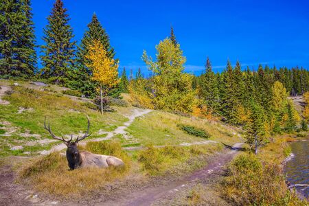 Noble deer with branched horns resting in an autumn park. Golden autumn in the Rocky Mountains.  The concept of ecological and active tourismの写真素材