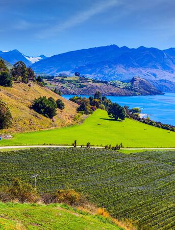 Adorable lake Wanaka with turquoise water. New Zealand, South Island. Picturesque vineyard descends down the mountains to the water. The concept of active, ecological and photo tourismの写真素材