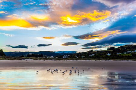 Flock of birds resting in the water near the shore. Journey to the edge of the world.  Pacific ocean, New Zealand, South Island. Evening twilight, quiet empty beach. Concept photo, eco and healthy tourismの写真素材