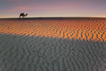Orange sunrise in the desert. Sleek camel, decorated with colorful garlands and tassels, stands on the crest of a sand dune. Concept of active, ecological and photo tourismの写真素材