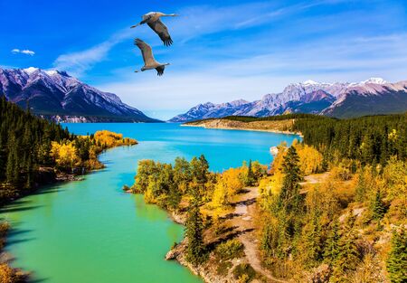 The emerald water of the Abraham lake is surrounded by golden autumn groves of aspen and evergreen coniferous forests. Concept of active, ecological and photo tourismの写真素材