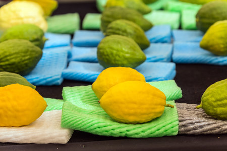 Jewish autumn holiday Sukkot. One of the main holidays of the Jewish people. Etrog is a ritual citrus fruit. The concept of religious, ethnographic and photo tourismの写真素材