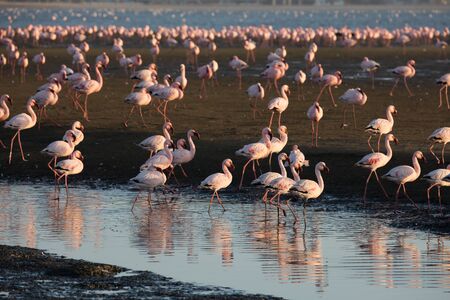 The atlantic coast of Namibia. Sunrise. White and pink flamingos are picturesquely reflected in smooth water. Swakopmund. Interesting and useful birdwatching. Africaの写真素材