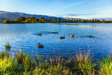 Huge quiet lake on the way to Queenstown. Flock of wild ducks swims in calm water. Early morning. Scenic Spots of New Zealand. The concept of active, ecological and photo tourismの写真素材
