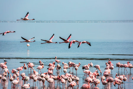 Beautiful birds fly over the water. Early morning on the atlantic coast of Namibia. Flock of magnificent flamingos feed themselves in coastal silt. Concept of photo tourism and birdwatchingの写真素材