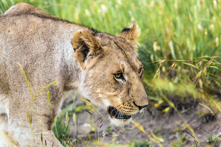 Grassy savannah. Young lioness in tall green grass is preparing for the hunt. The famous Masai Mara Reserve in Kenya. The concept of ecological, exotic, extreme and photo tourismの写真素材