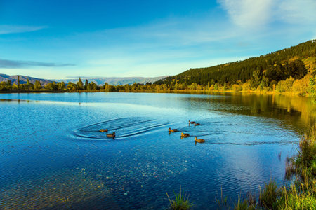 Huge quiet lake on the way to Queenstown. Flock of wild ducks swims in smooth, calm water. Early morning. Scenic Spots of New Zealand. The concept of active, ecological and photo tourismの写真素材