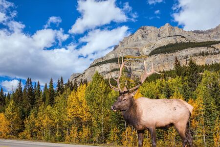 Cloudy autumn day in the Canadian Rockies. Red deer with branching horns grazes near the road. Great road crosses the Canadian Rockies. Sunset. Concept of active, eco and photo tourismの写真素材