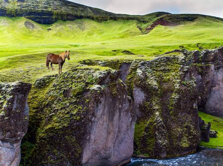 Gorgeous Icelandic horse grazes on the edge of the beautiful canyon in Iceland - Fyadrarglyufur. Cloudy summer day. The concept of eco and photo tourismの写真素材