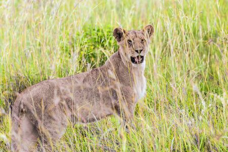 Grassy savannah. Young lioness in tall green grass is preparing for the hunt. The famous Masai Mara Reserve in Kenya. The concept of ecological, exotic, extreme and photo tourismの写真素材