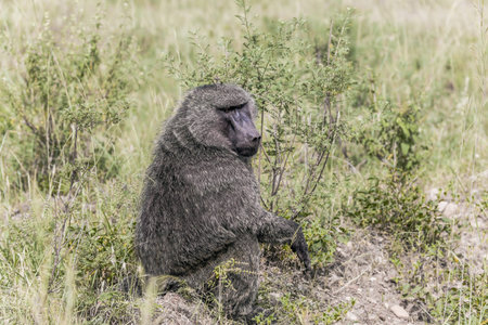 The famous Masai Mara Reserve in Kenya. Baboon, or yellow baboon, in the grassy savannah. The...