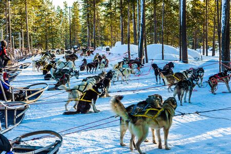 Finnish Husky Sled Dog. The dogs stopped for a rest. Lapland. The winter polar sun lows above the horizon in the morning. The concept of extreme and active tourism
の写真素材