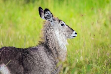 Africa, Kenya. Safari - tour to the famous Kenyan reserve Masai Mara. Wild animals in natural habitat. Gorgeous female water goat. The concept of exotic, ecological, extreme and phototourismの写真素材