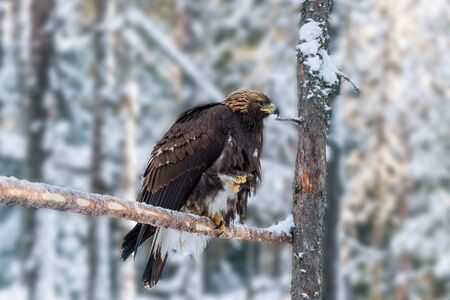 White-tailed eagle. Sunny winter day. Snowy coniferous forest. Lapland. The concept of active, winter, environmental and photo tourismの写真素材
