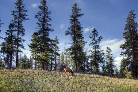 Wonderful fall day. Indian summer in Canada. Young hornless deer grazes at the forest edge....