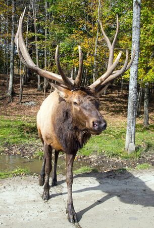 Indian summer has come. A magnificent red deer with branching horns is resting near a dirt road. Concept of ecological, active and photo tourismの写真素材