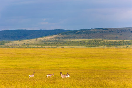 Tsessebe Antelope in the yellow grassy savannah. Kenya. Safari - tour to the Masai Mara. Wild animals in natural habitat. The concept of active, ecological, exotic, extreme and photo tourismの写真素材